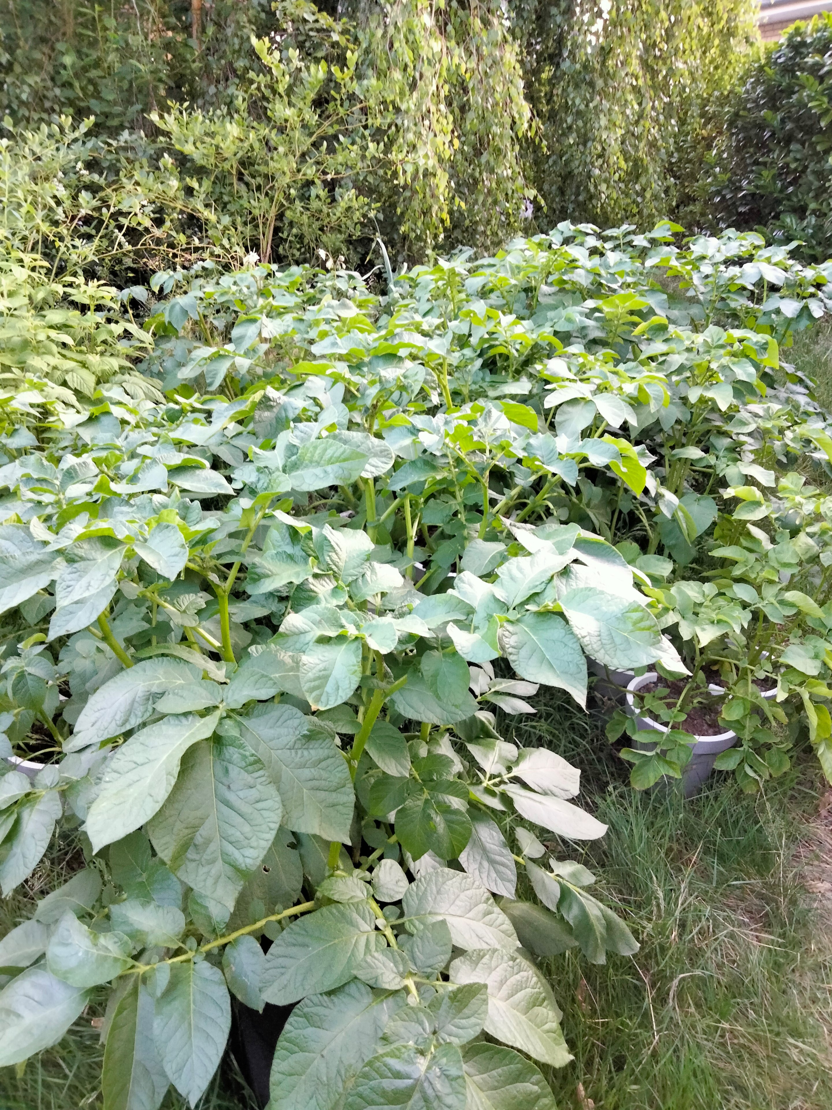 IMG20250619214851.jpg