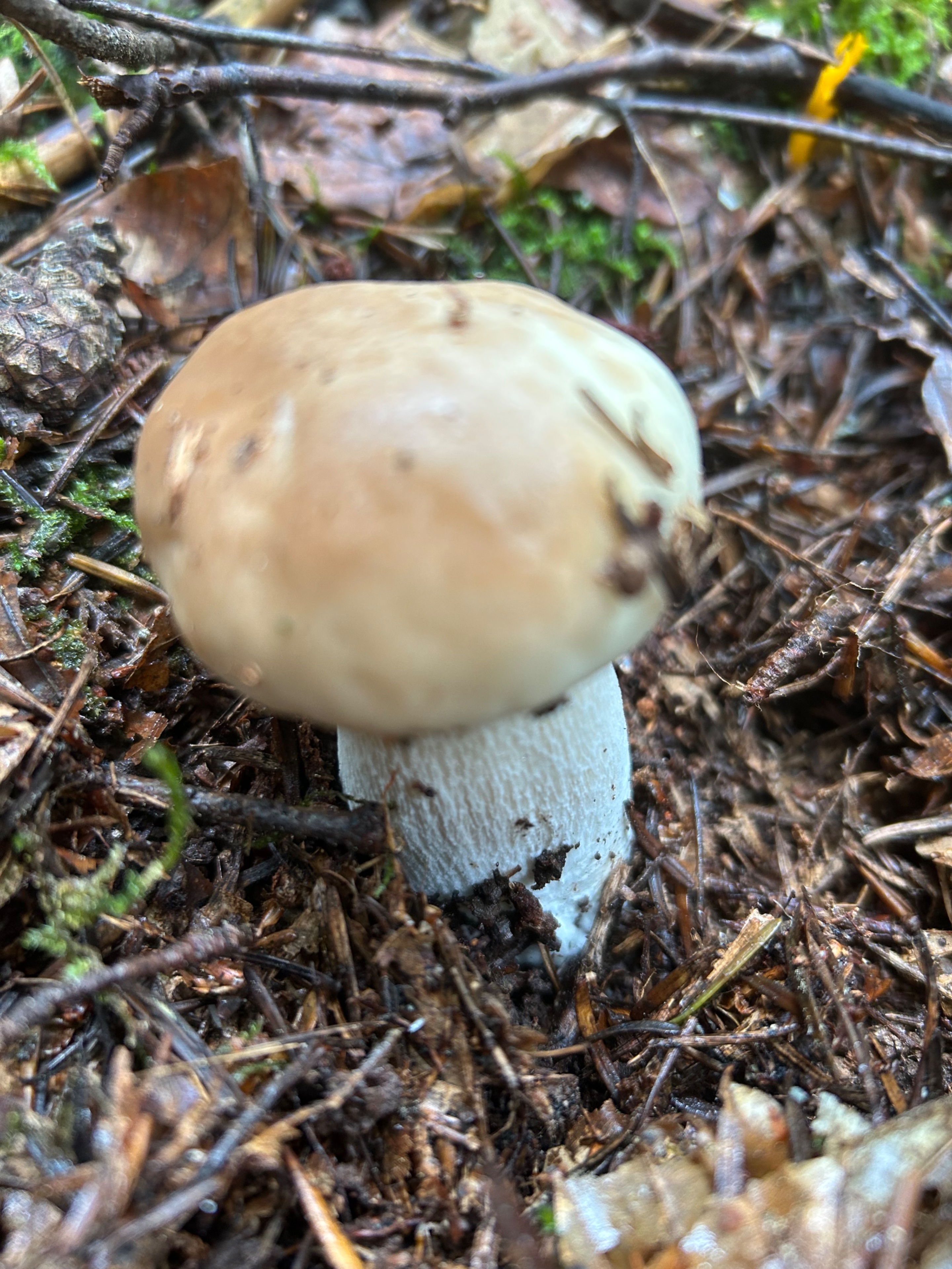IMG_0053.jpeg