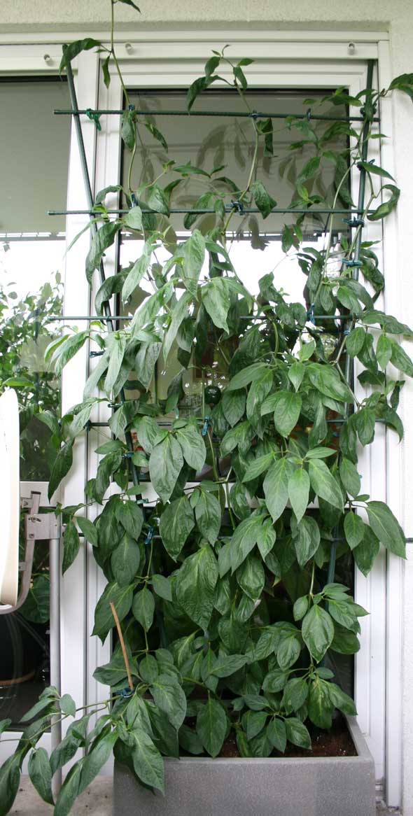 IMG_0650-Rocoto-klein.jpg