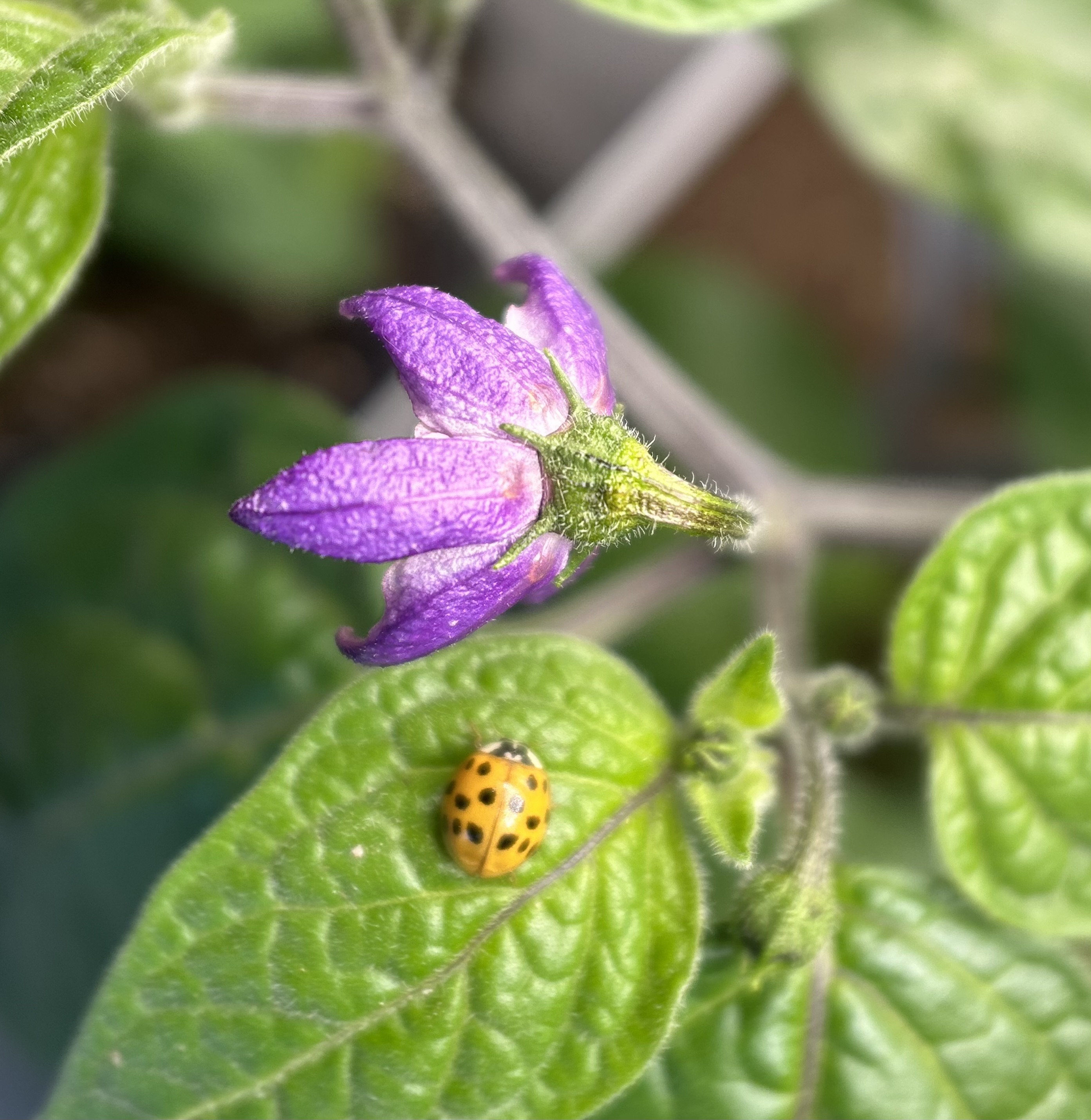 IMG_0913.jpeg