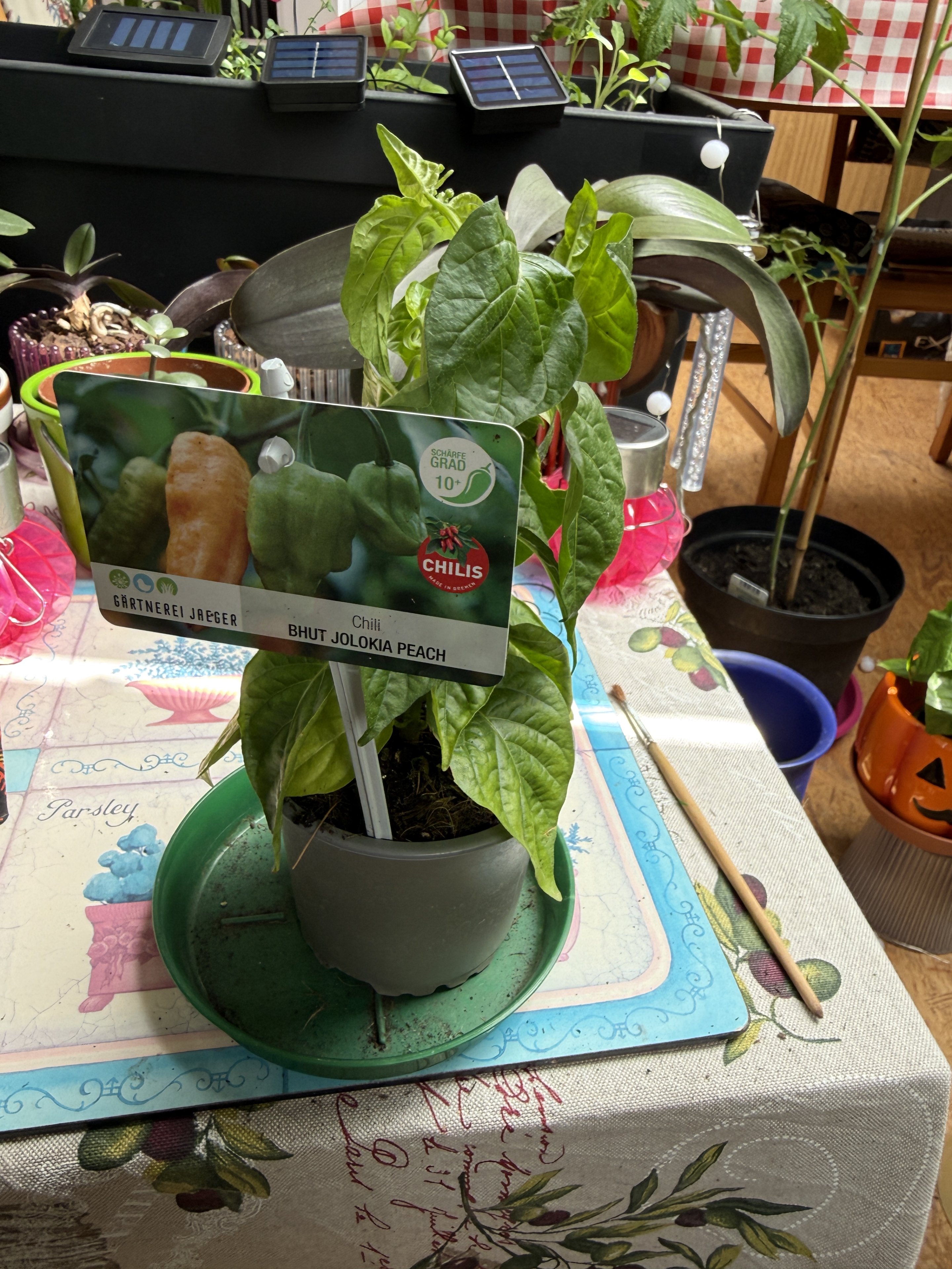 IMG_1020.jpeg