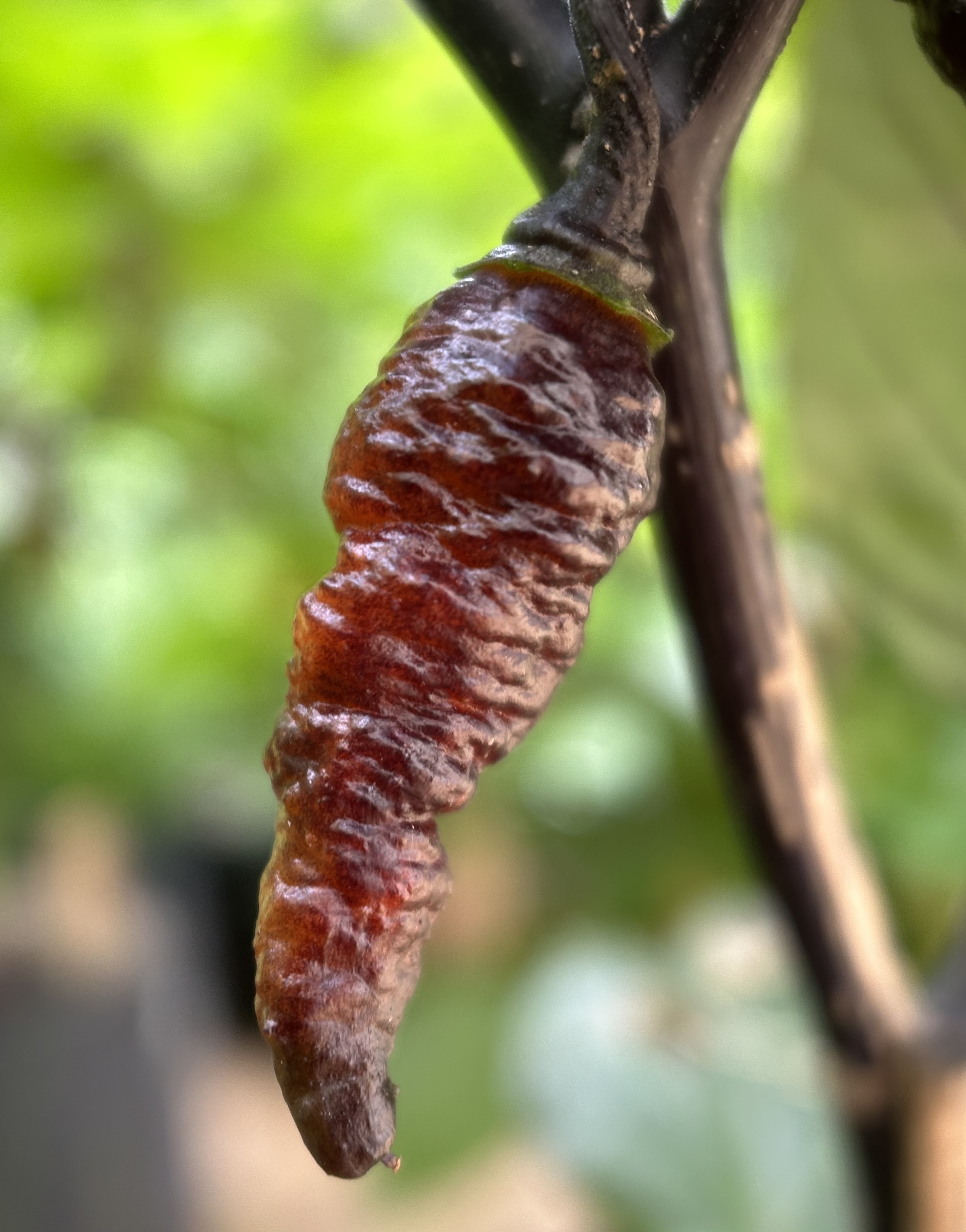 IMG_1107.jpeg
