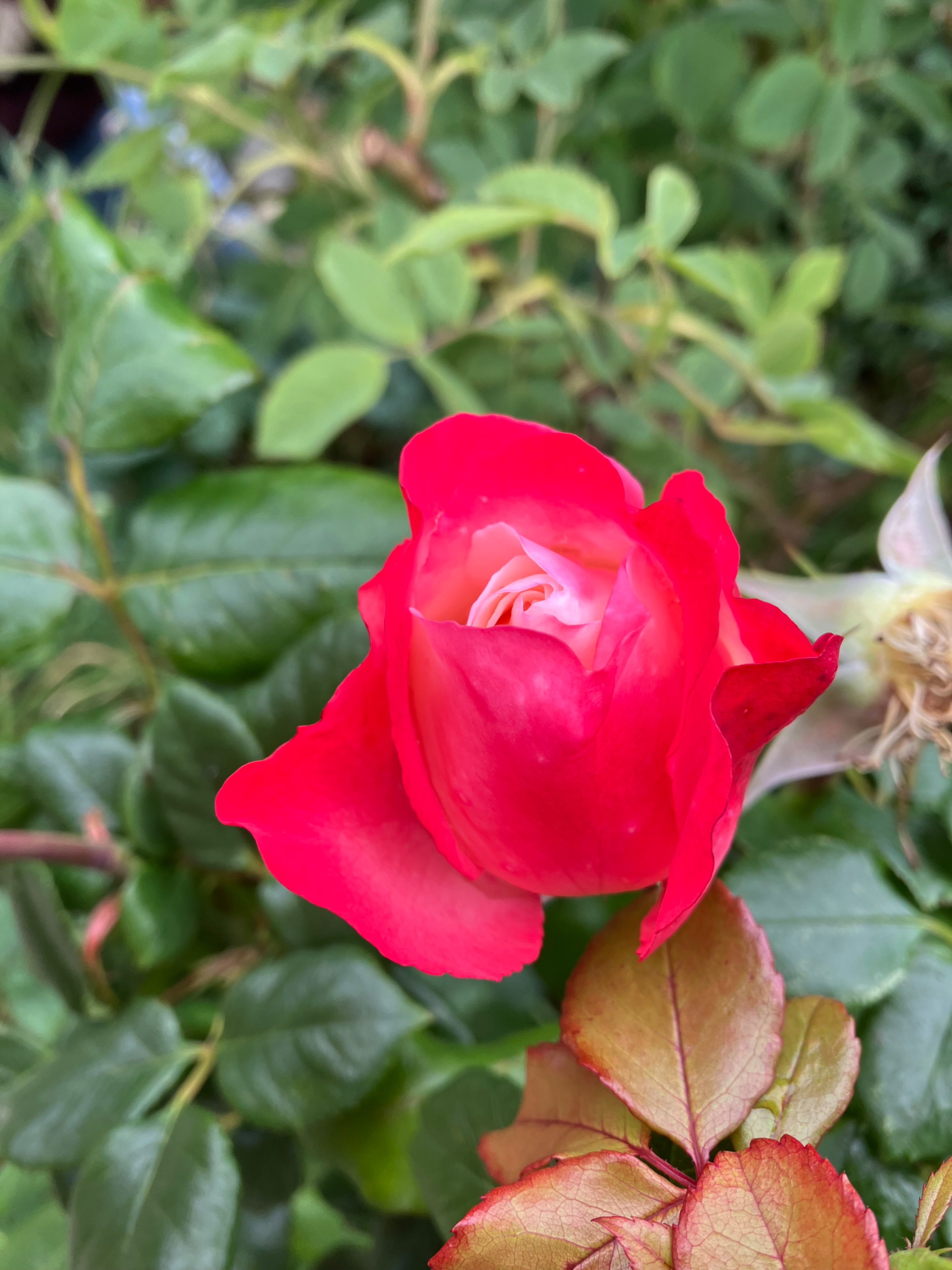IMG_1653.jpeg