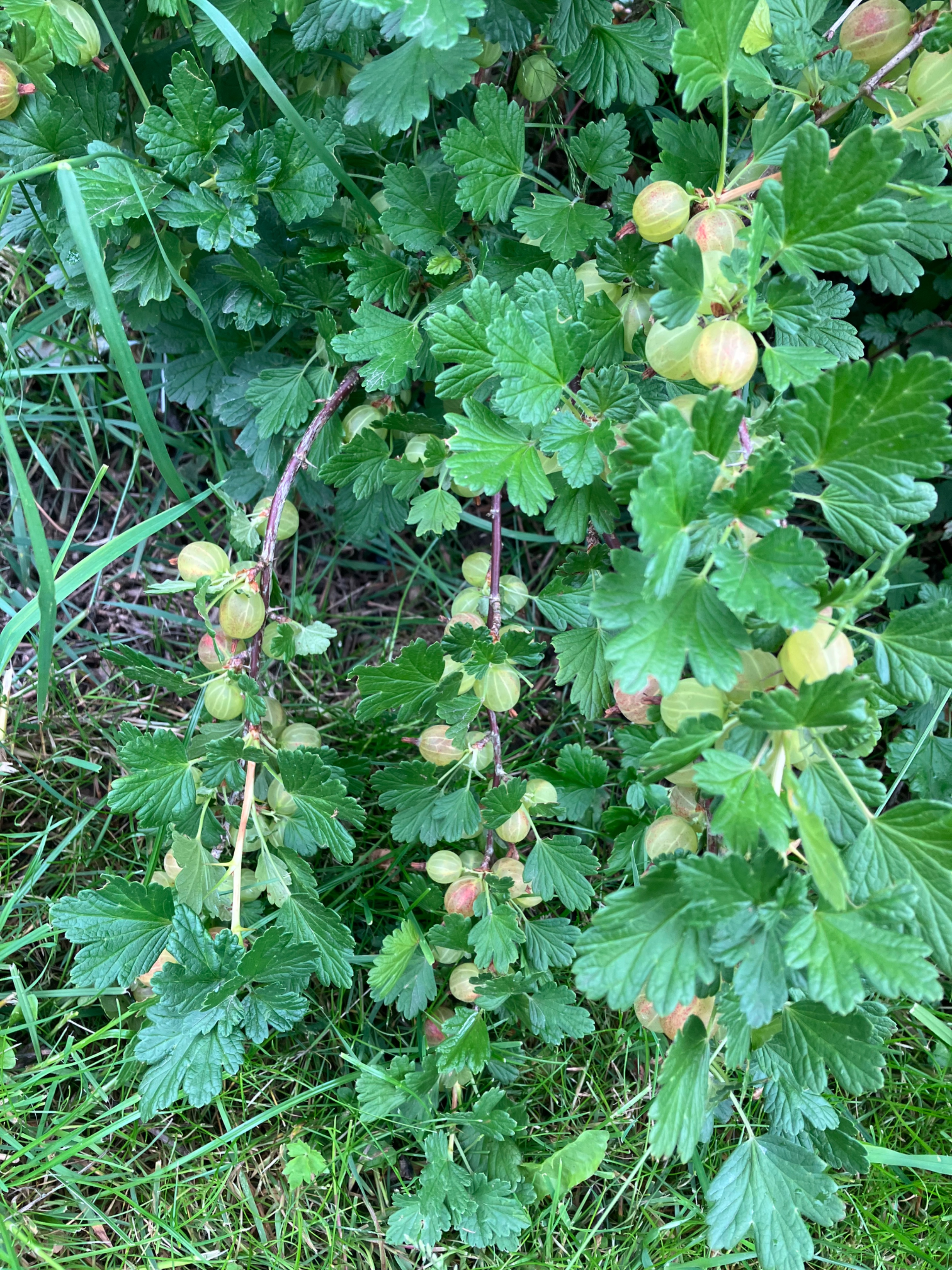 IMG_1666.jpeg