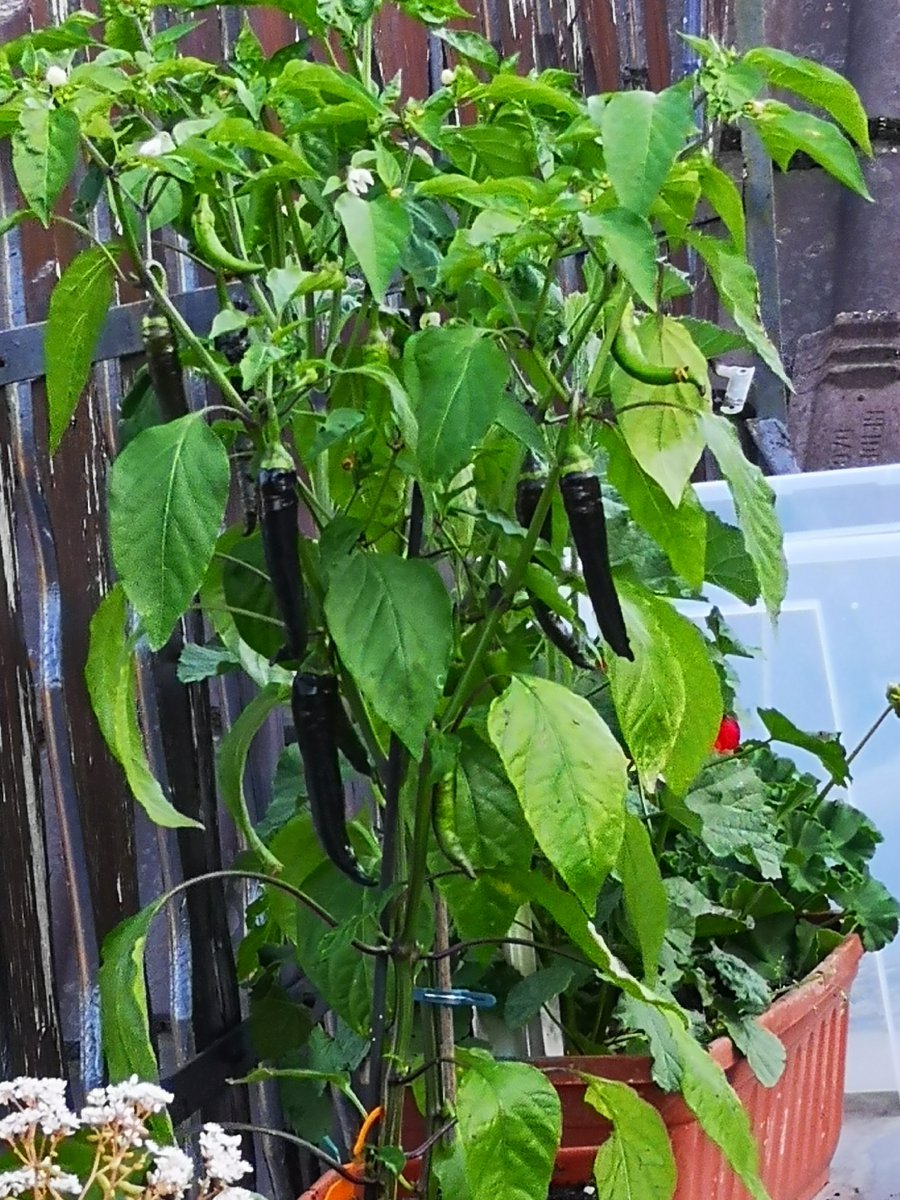 IMG_20190627_191455.jpg