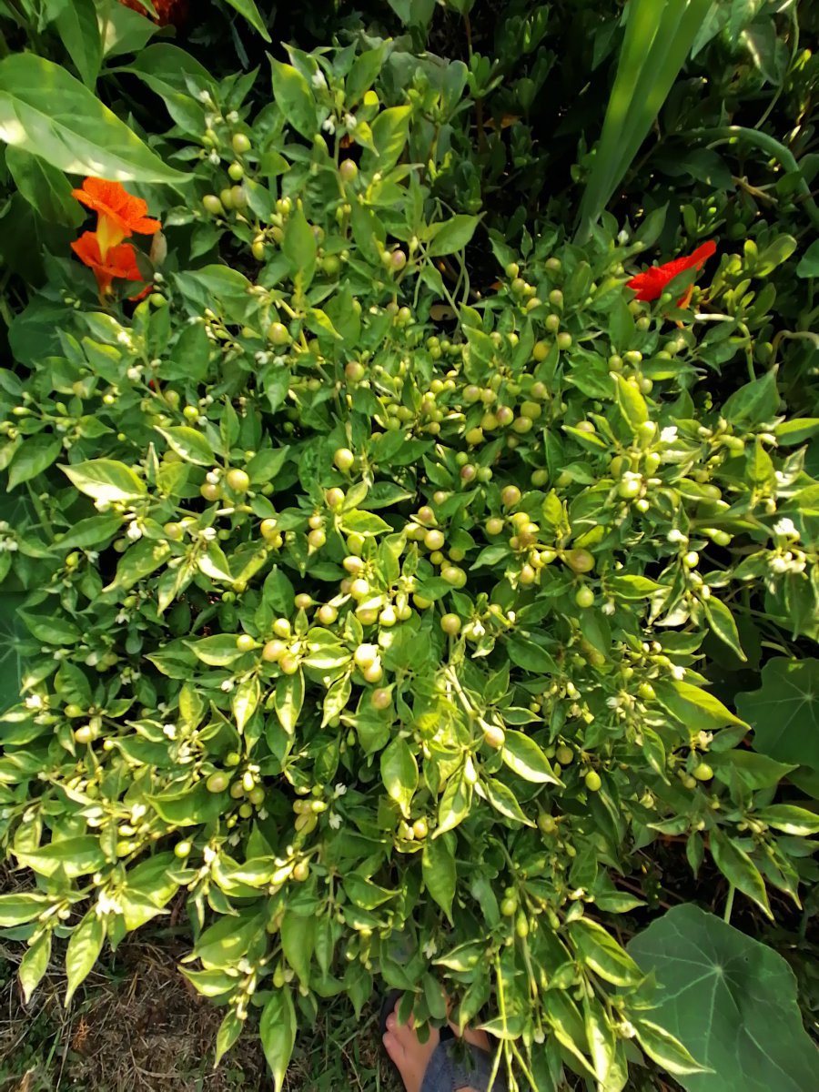 IMG_20200810_185019.jpg