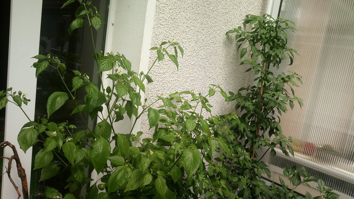 IMG_20210717_140353.jpg
