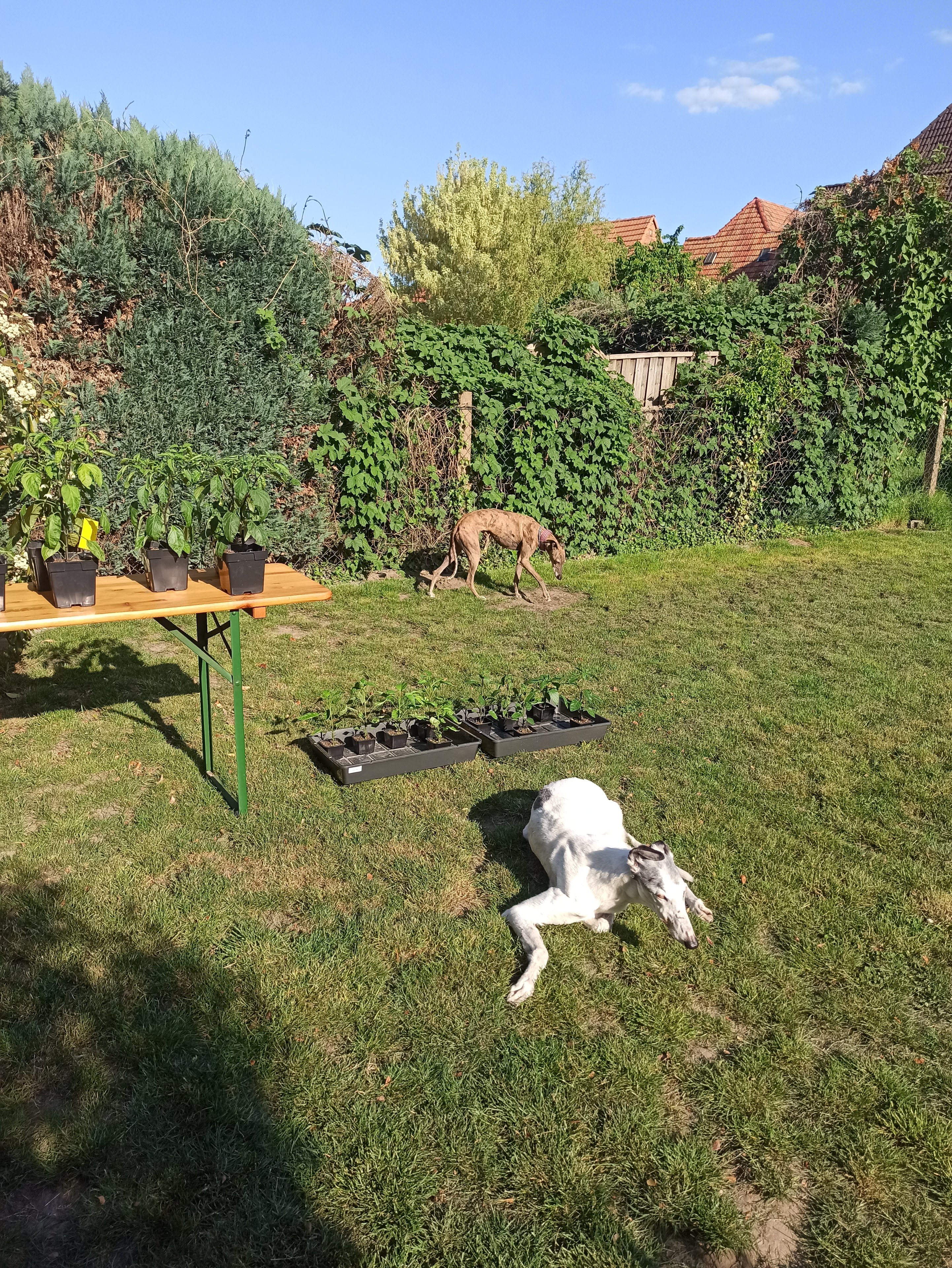 IMG_20250509_175446.jpg