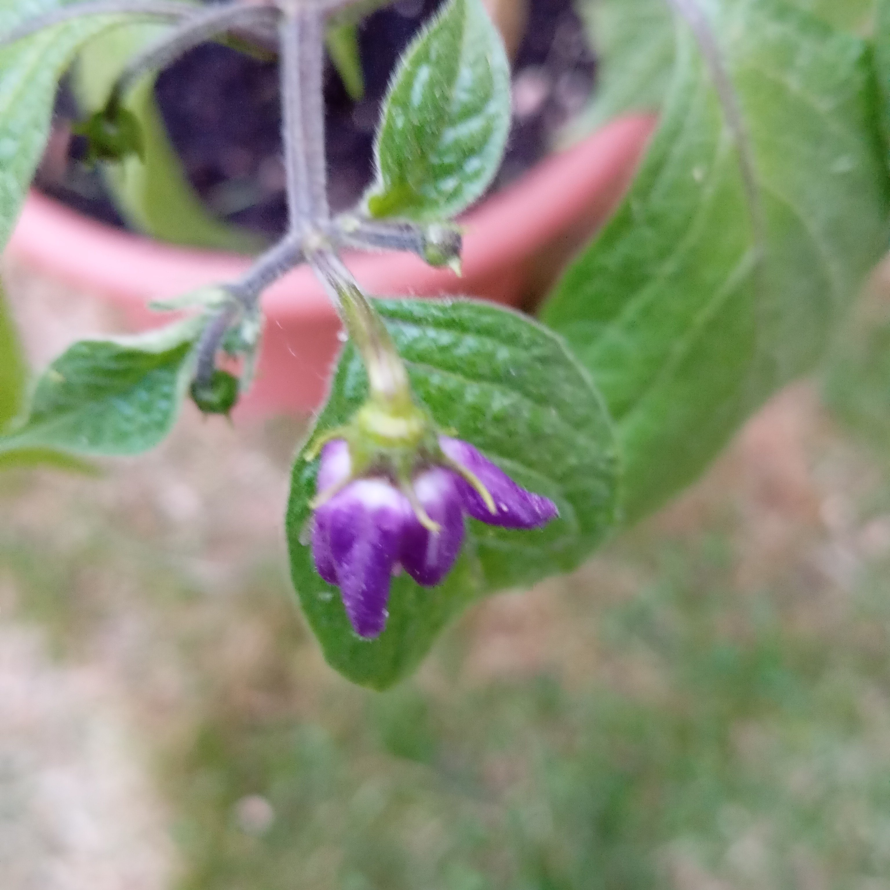 IMG_20250514_055256.jpg