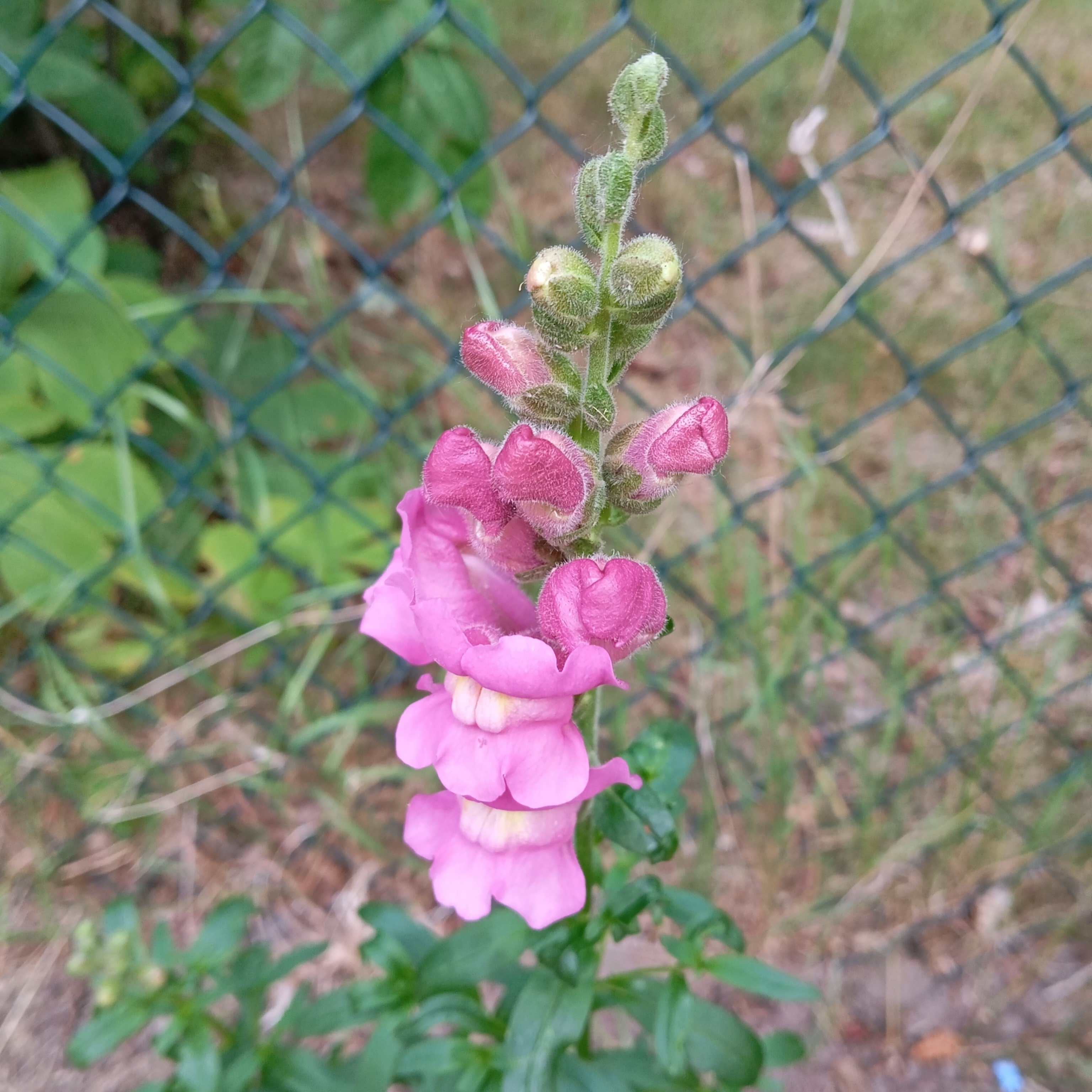 IMG_20250527_065346.jpg