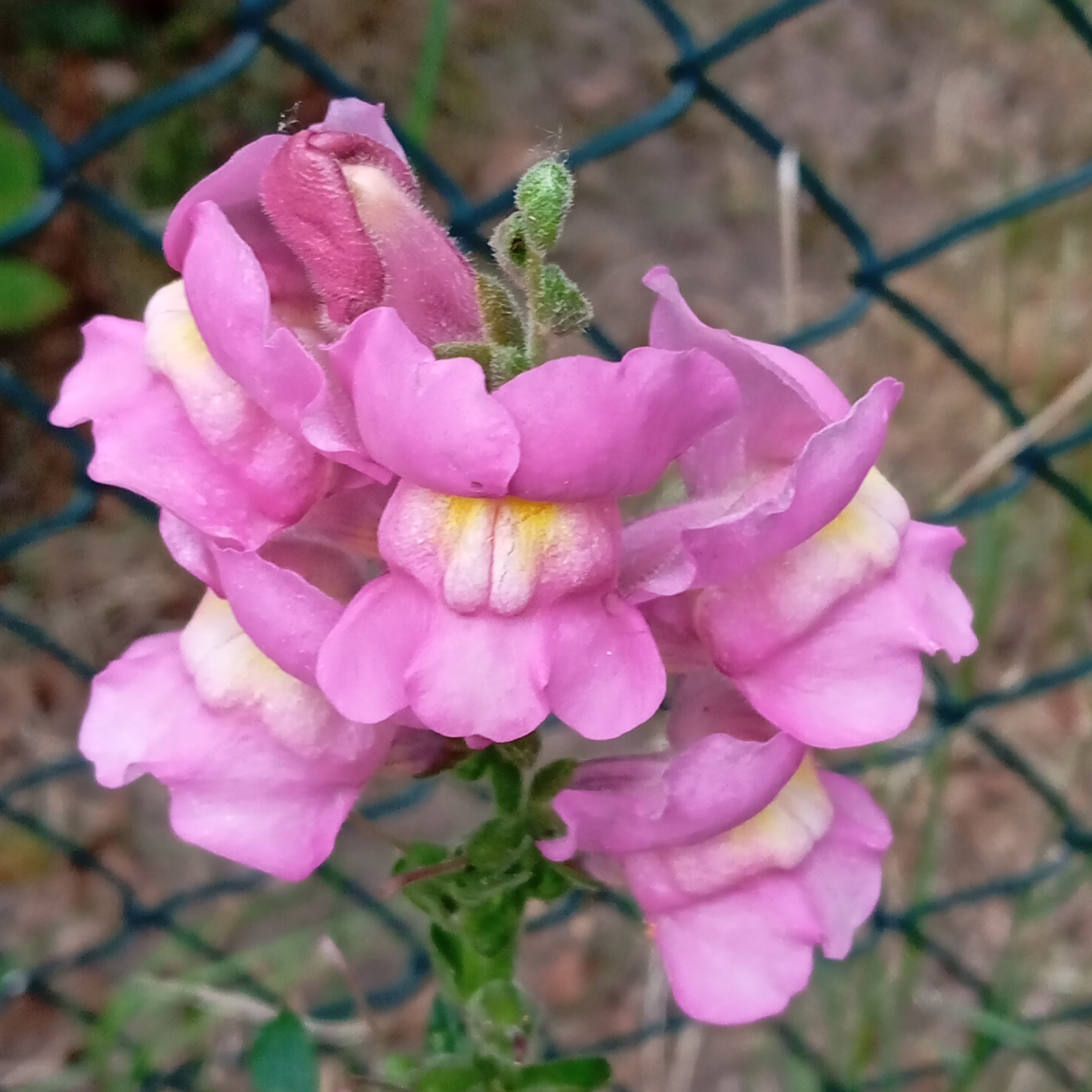 IMG_20250602_195729.jpg