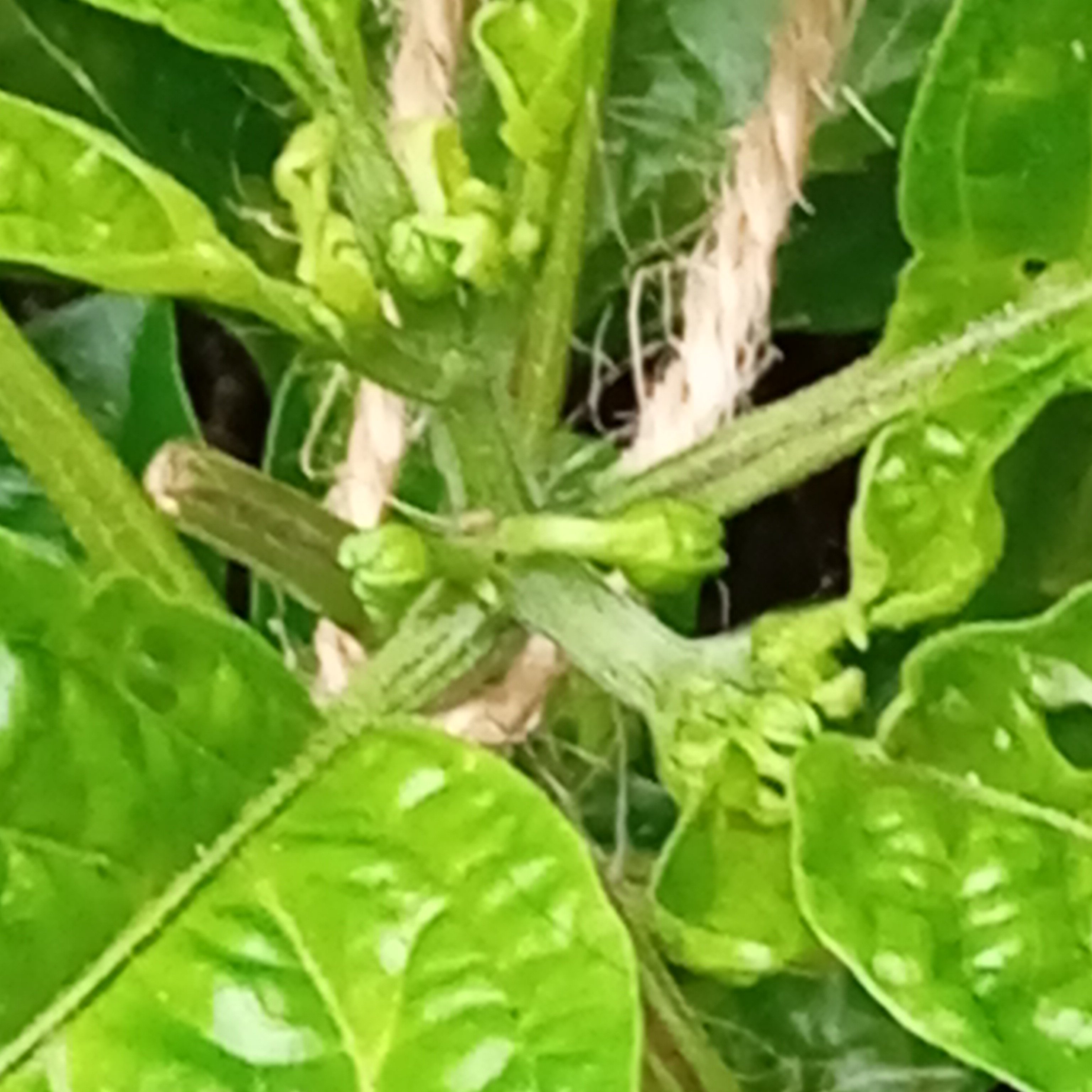 IMG_20250602_201106.jpg
