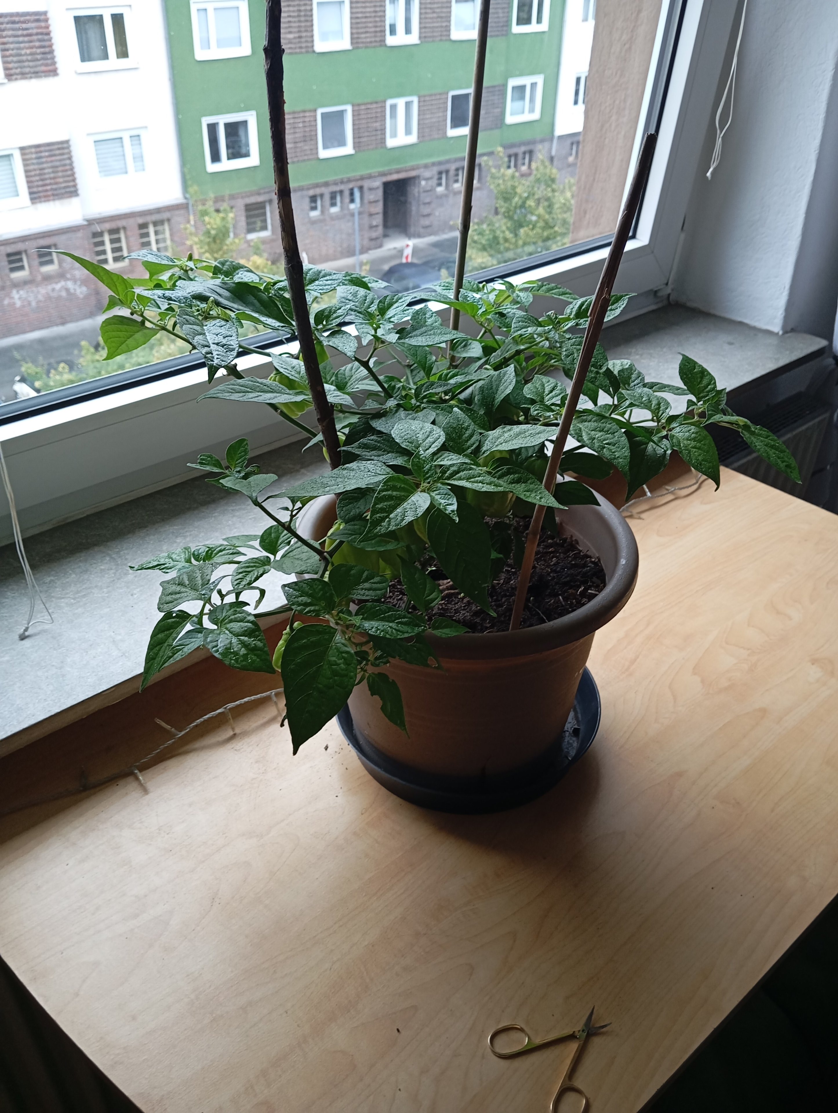IMG_20250817_085626.jpg