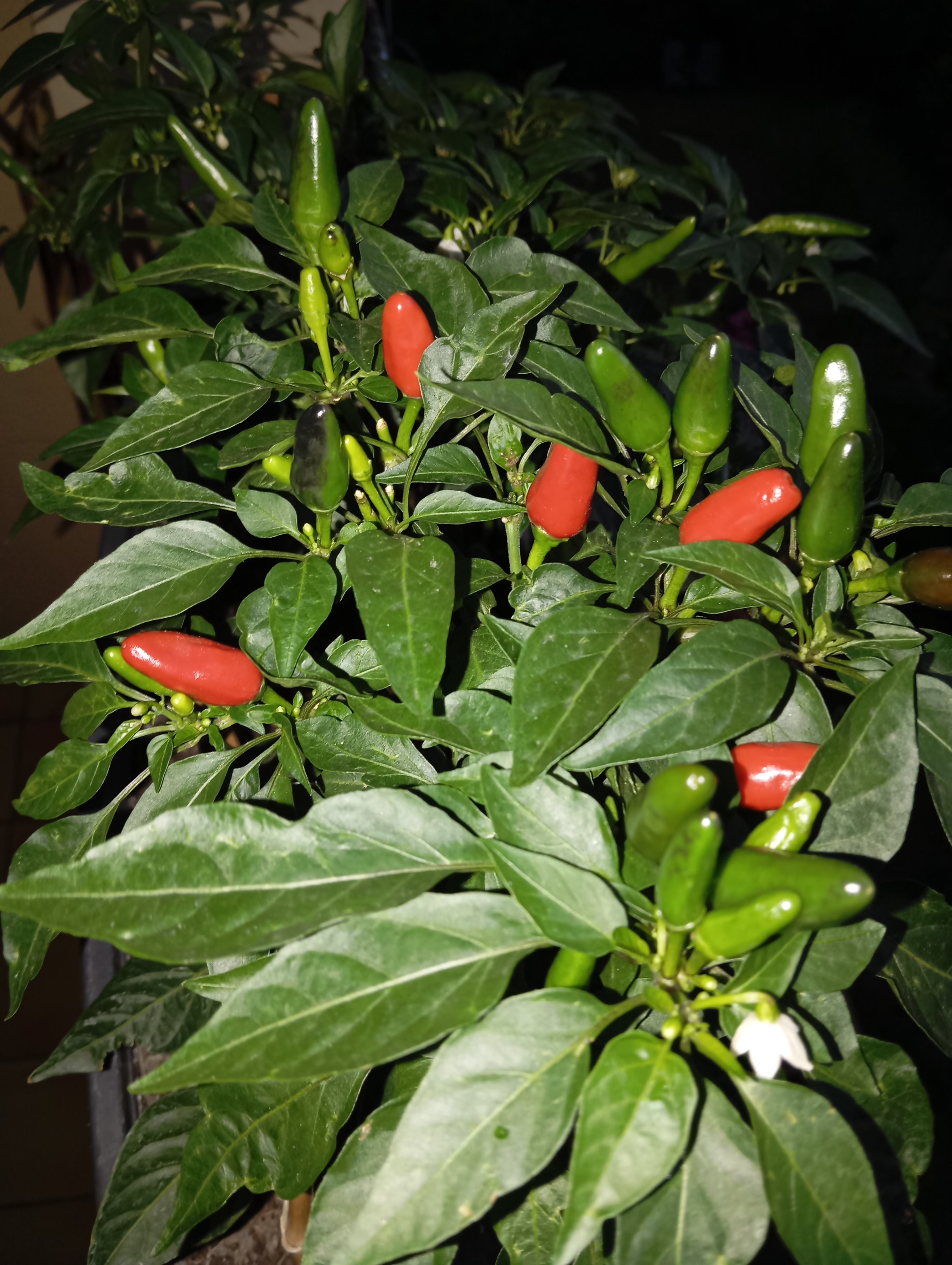 IMG_20250915_194643.jpg