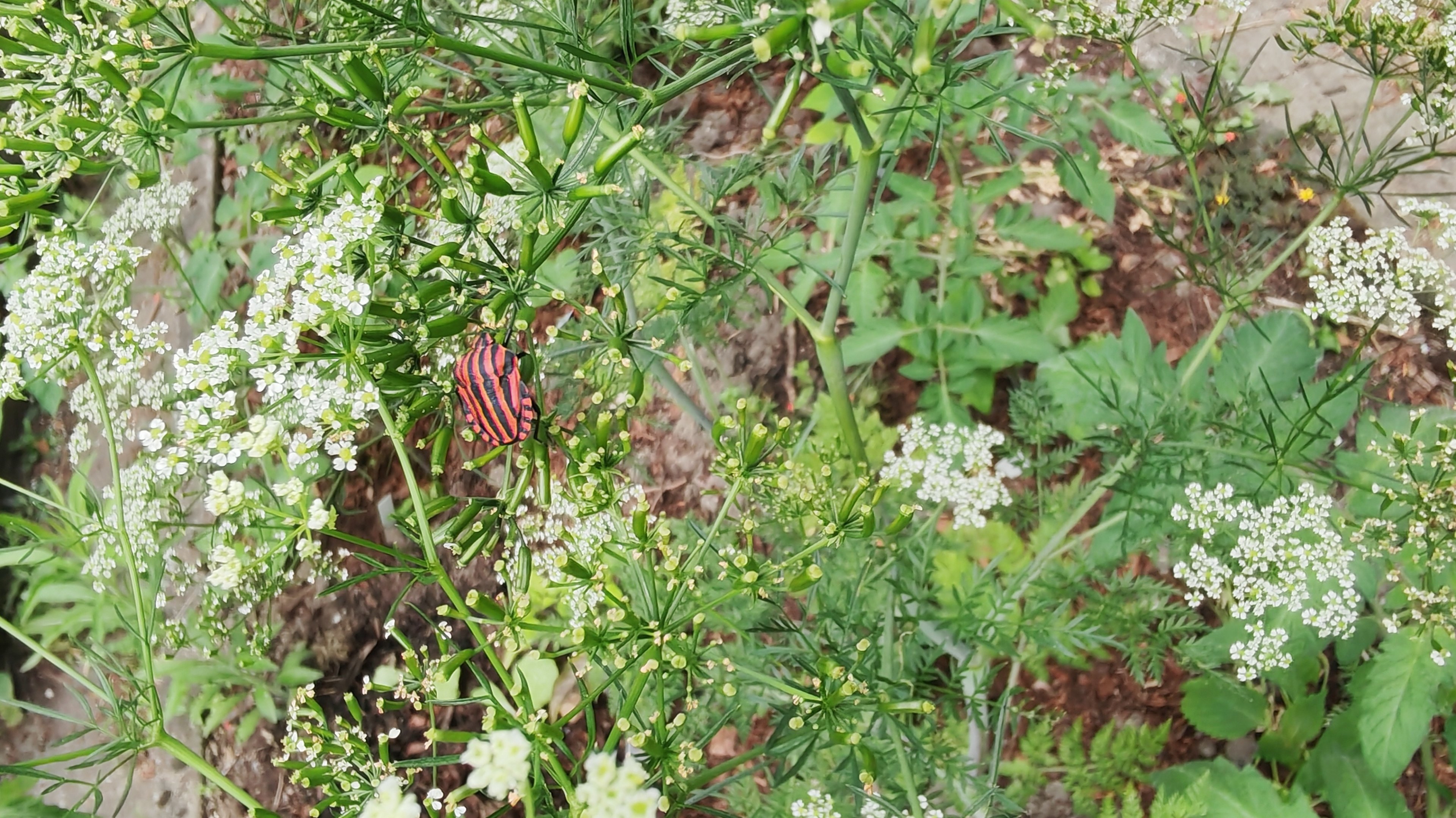 IMG_20260614_133514.jpg