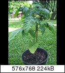 img_32463qjz.jpg