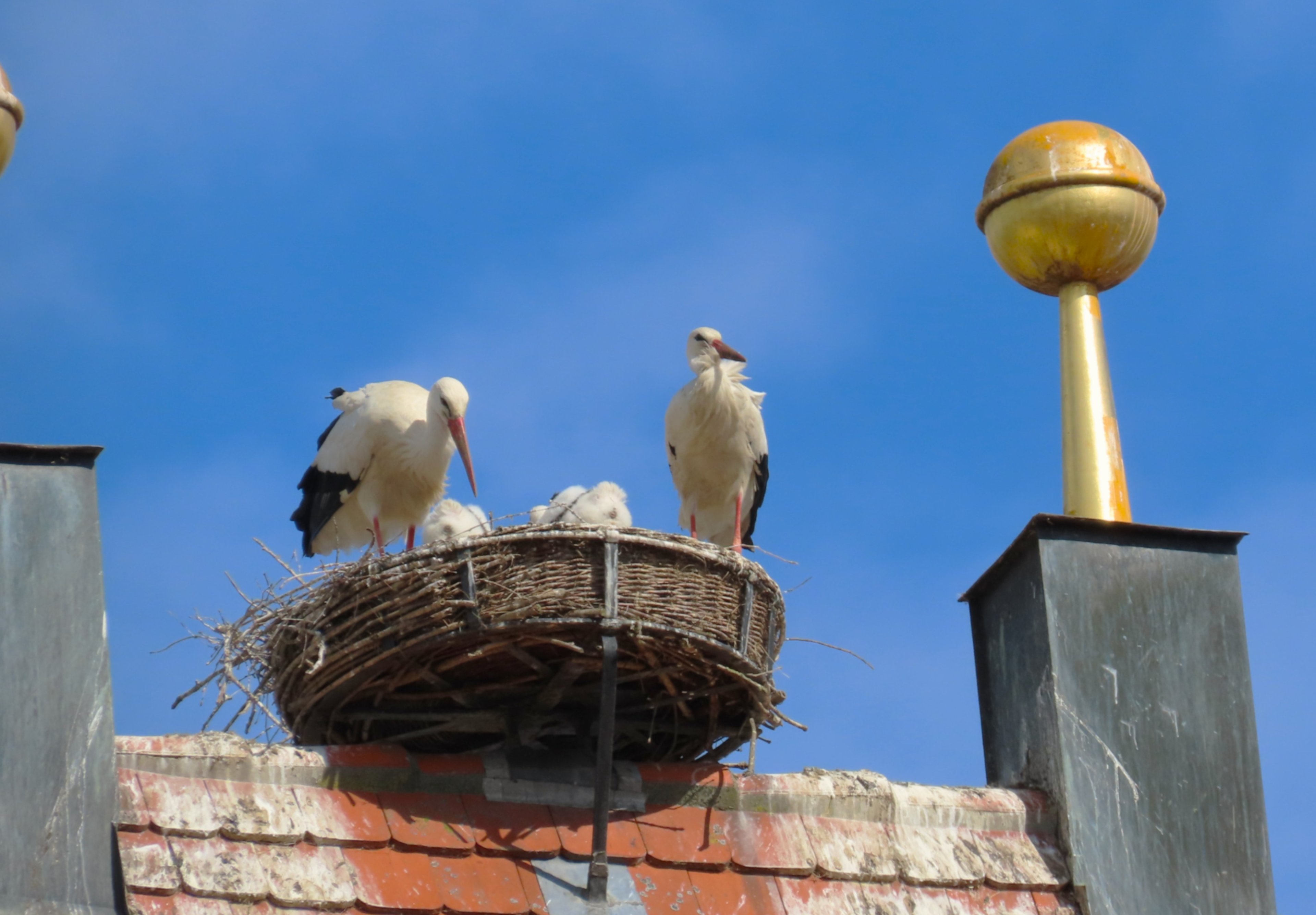 IMG_5527.JPG