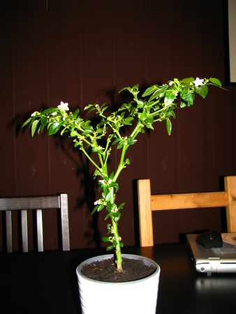 img_5812xtem.jpg