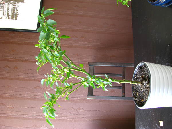 img_5962iezn.jpg