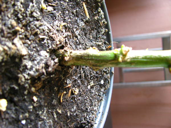 img_59643dvv.jpg
