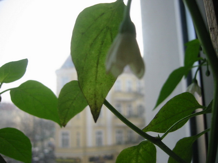 IMG_9515.jpg