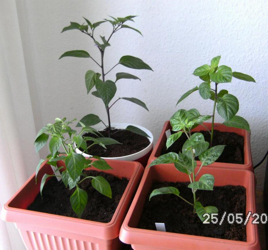 Indoor Chilis.jpg