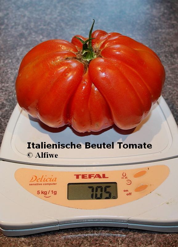 Italienische Beuteltomate 2a-d1.JPG