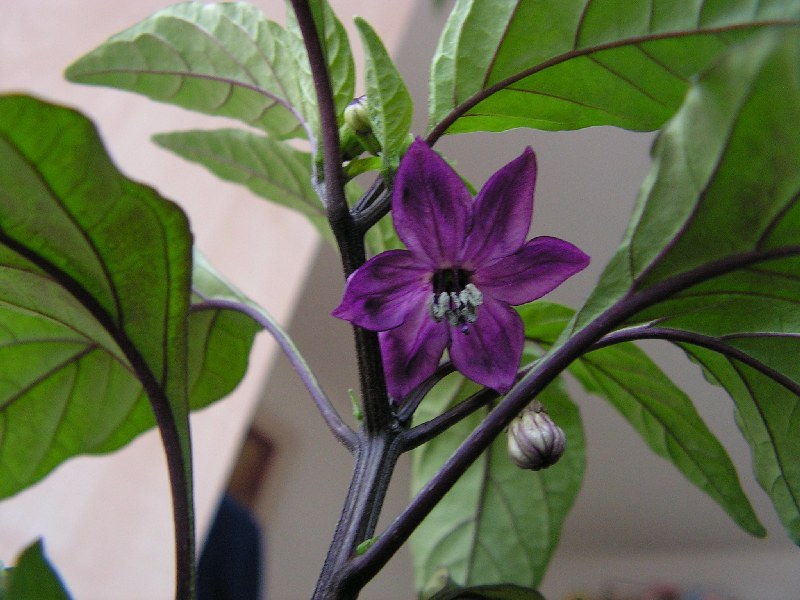 Jala-Purple-Blume.jpg