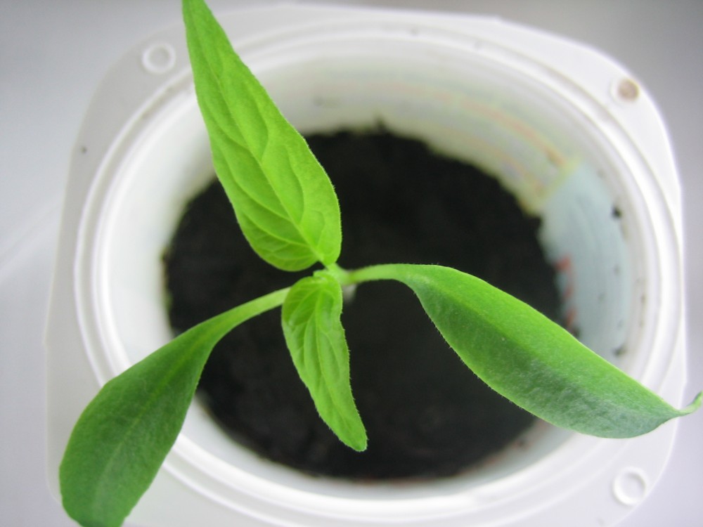 Jalapeno 001.JPG