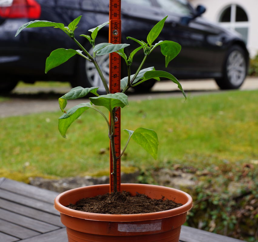 Jalapeno(2)_2cm.jpg