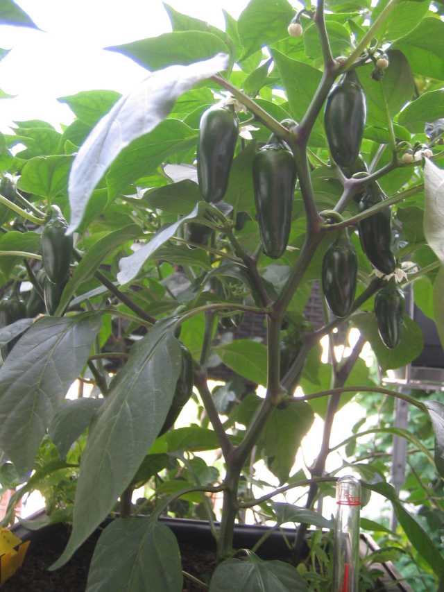 Jalapeno 2.JPG