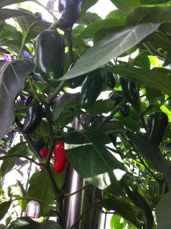 Jalapeno 2.jpg
