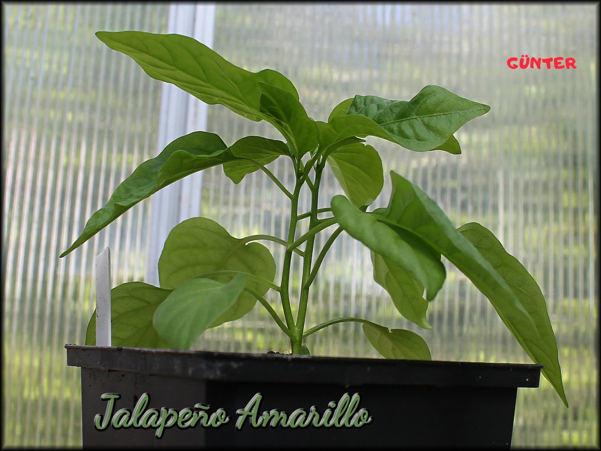 Jalapeno Amarillo 21042020.JPG