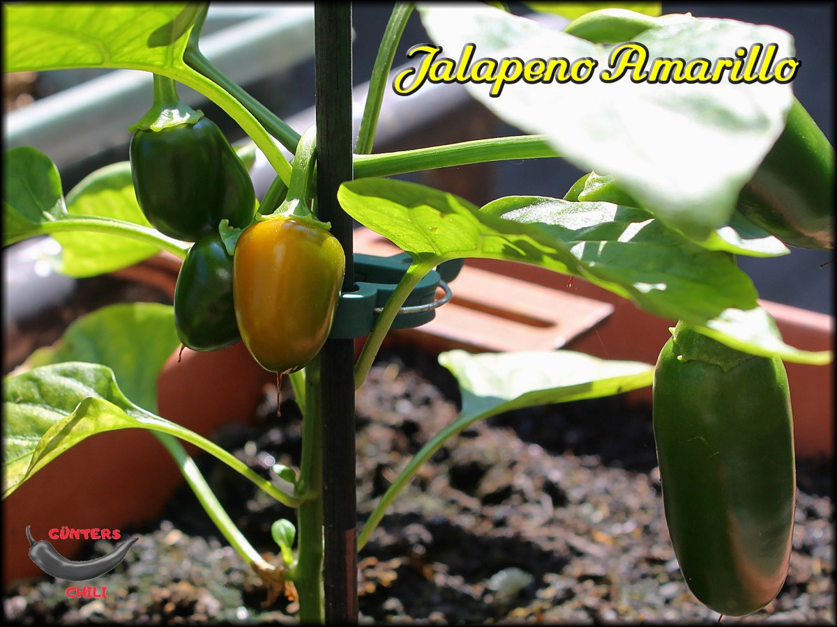 Jalapeno Amarillo reift ab.JPG