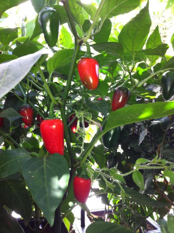 Jalapeno Early.jpg
