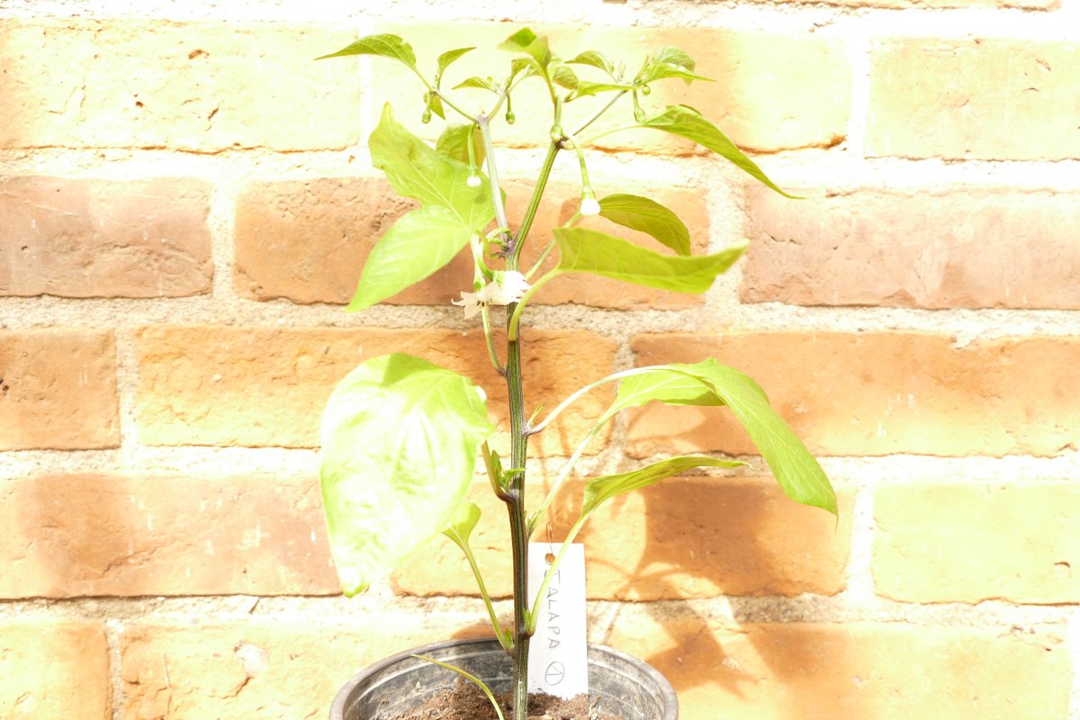 Jalapeno Jalapa.JPG