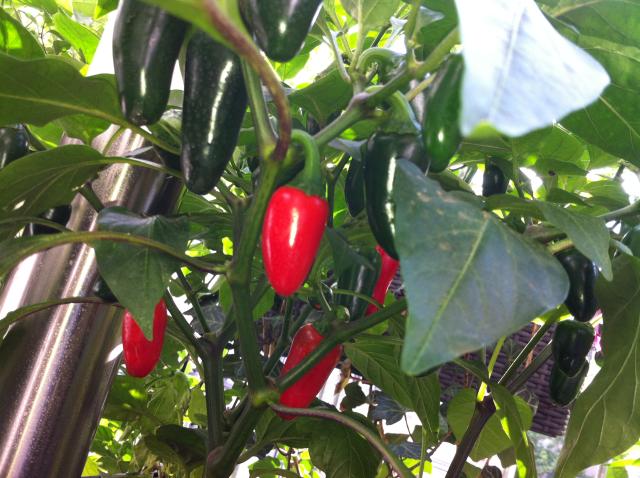 Jalapeno.jpg