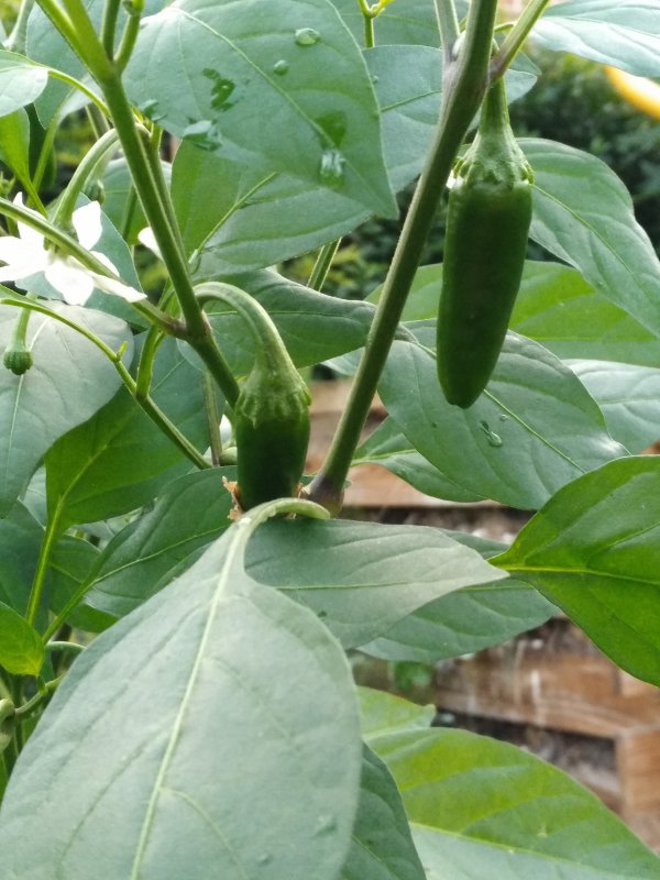 Jalapeno Jumbo.jpg