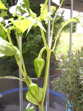 Jalapeno klein.jpg