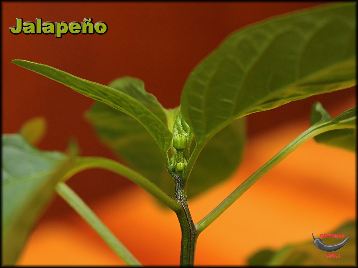 Jalapeno rot Knospen 15032020.JPG