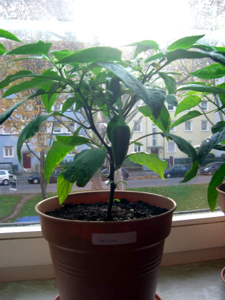 Jalapeno_20121101.JPG