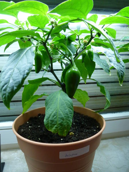 Jalapeno_20121110.jpg