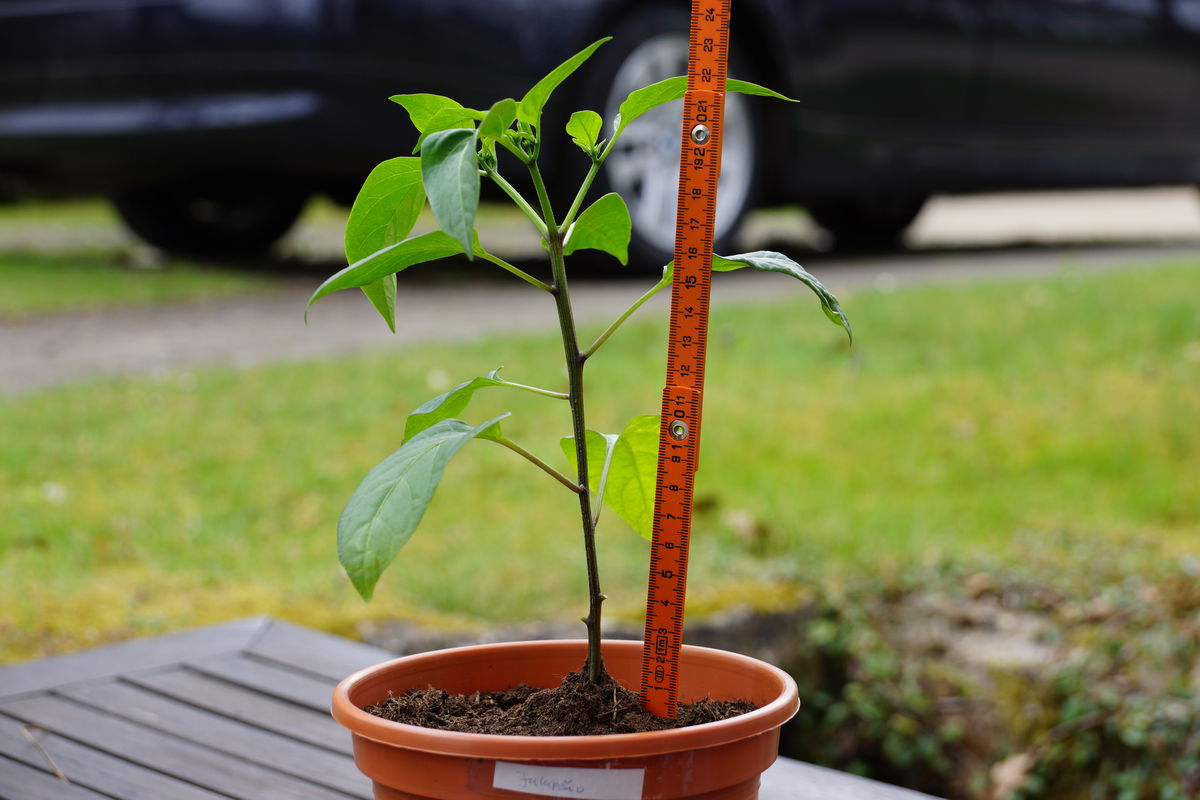 Jalapeno_22cm.jpg