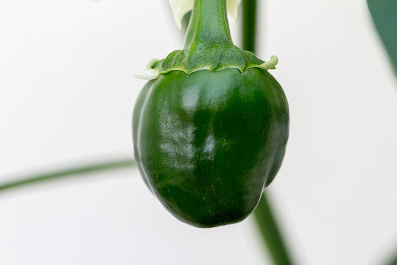 Jalapeno_Concho_002_zpsumlvw6tc.jpg