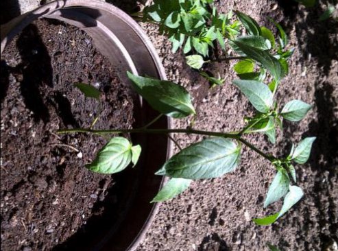 JalapenoEarly_01.jpg