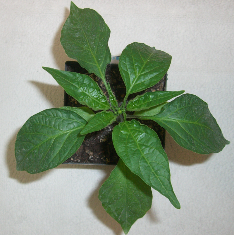 jalapenoearlygrbm.png