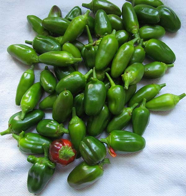 JalapeñoErnte.jpg