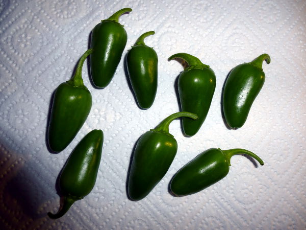 Jalapenos_20121222.JPG
