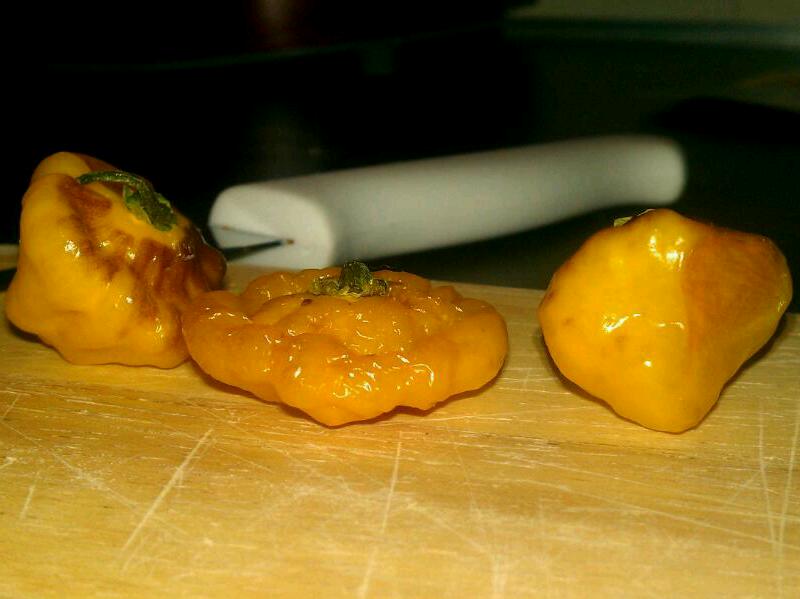 jamaicanhotyellow-scotchbonnets.jpg