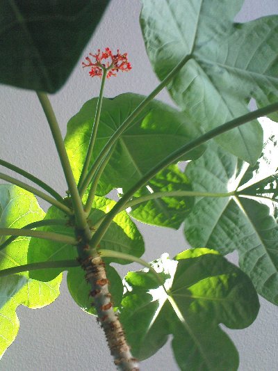 Jatropha_400x533.JPG